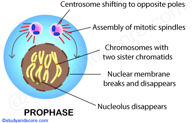 Mitosis, mitotic cell division, prophase, mitotic spindles, sister chromatids